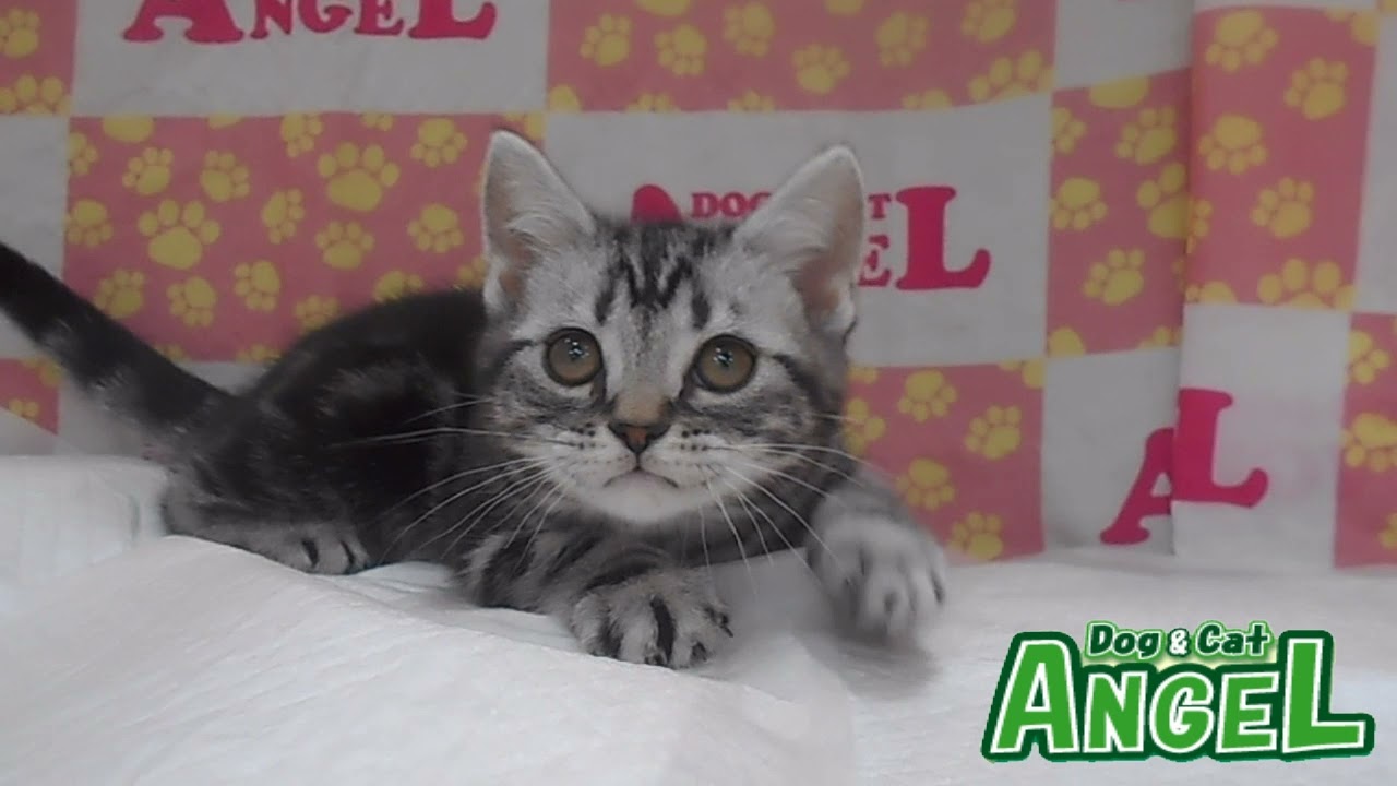 アメリカンショートヘアー 2202082 【ペットショップエンゼル　子犬・子猫販売】