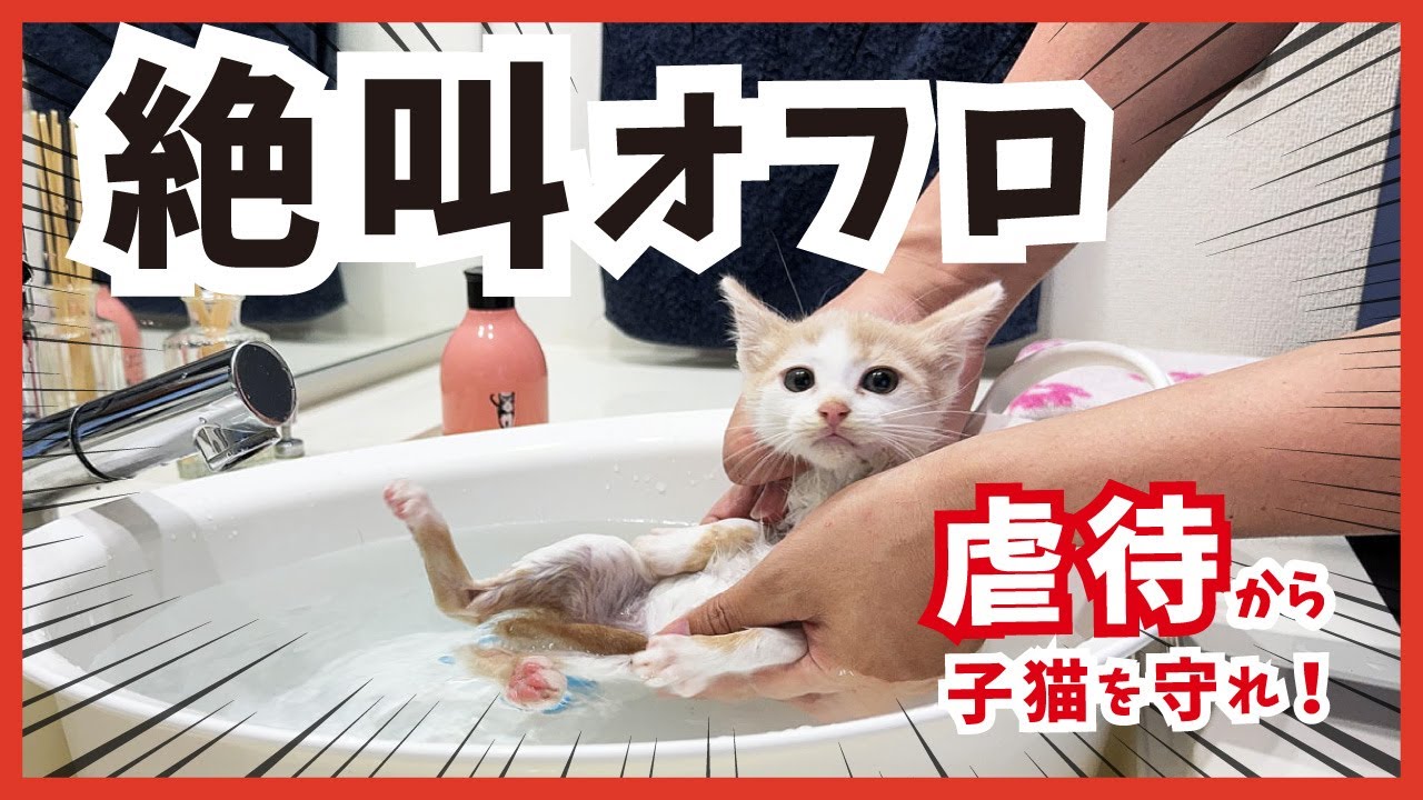 【虐待危機から保護した子猫】お風呂で叫ぶ！４匹が綺麗に可愛く大変身。