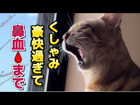 [猫のくしゃみ]ベンガル猫、豪快すぎるくしゃみが心配ですMy cat can't stop sneezing