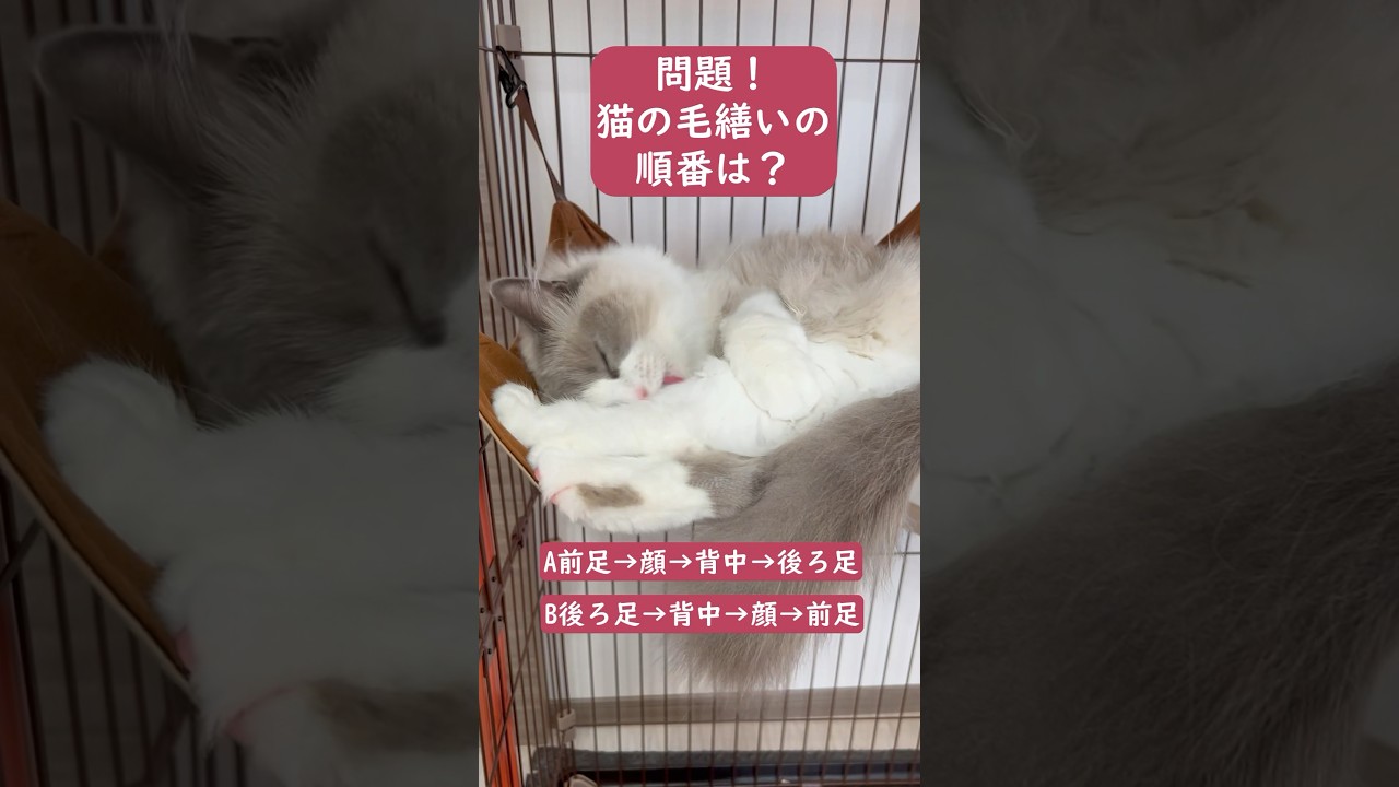 猫の毛繕いの順番は？　#ラグドール #猫のいる暮らし #猫クイズ