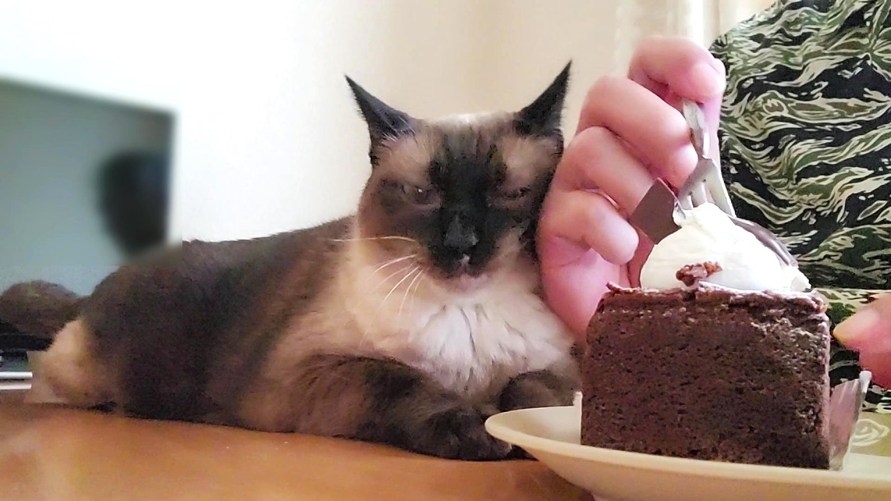 朝飯を食べようとしたらシャム猫が食卓に来てこうなった🍰