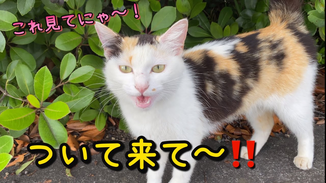 三毛猫が呼ぶので、ついて行ったら！今度は何？「2回目」これ見てにゃ〜❣️