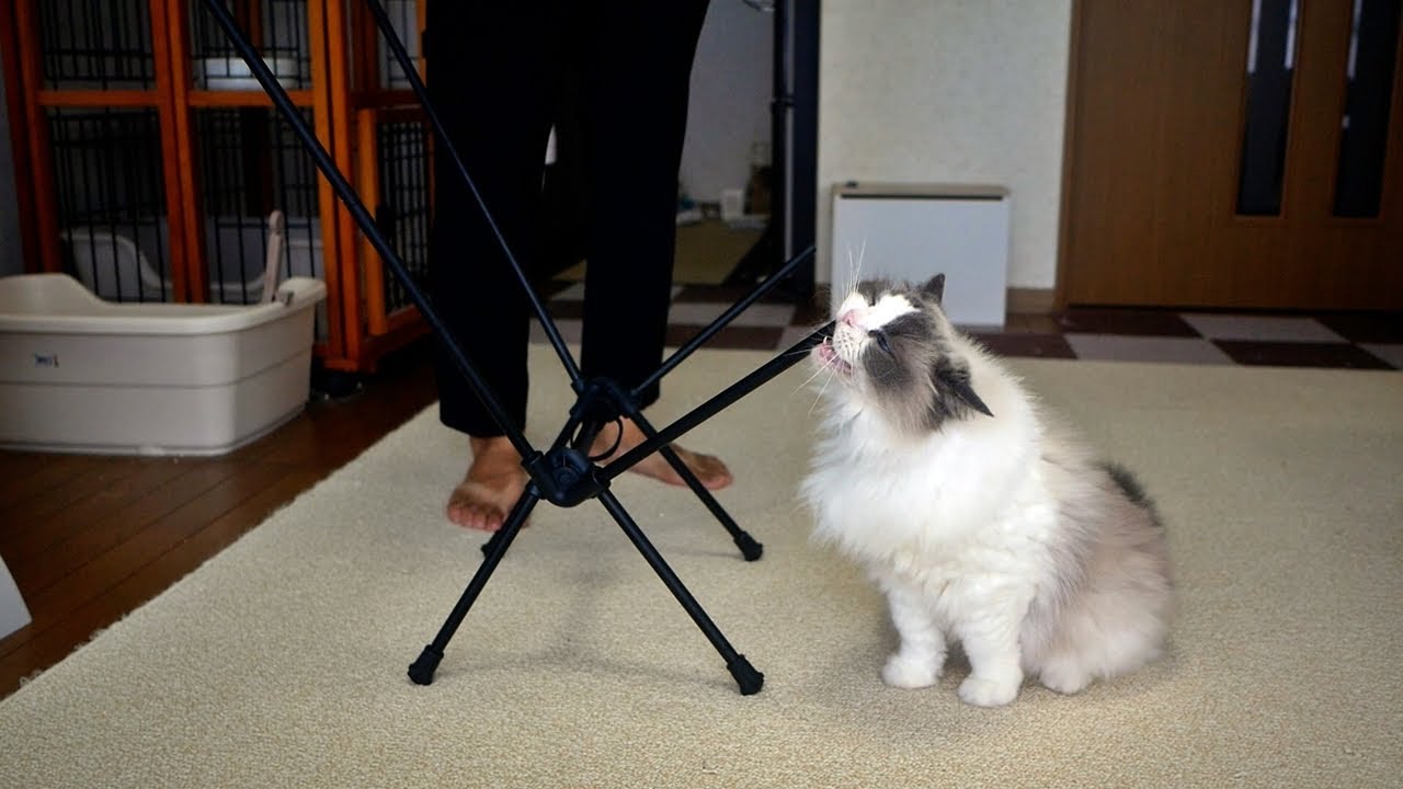 キャンプ用の椅子を組み立てていたら、猫に食べられました😂