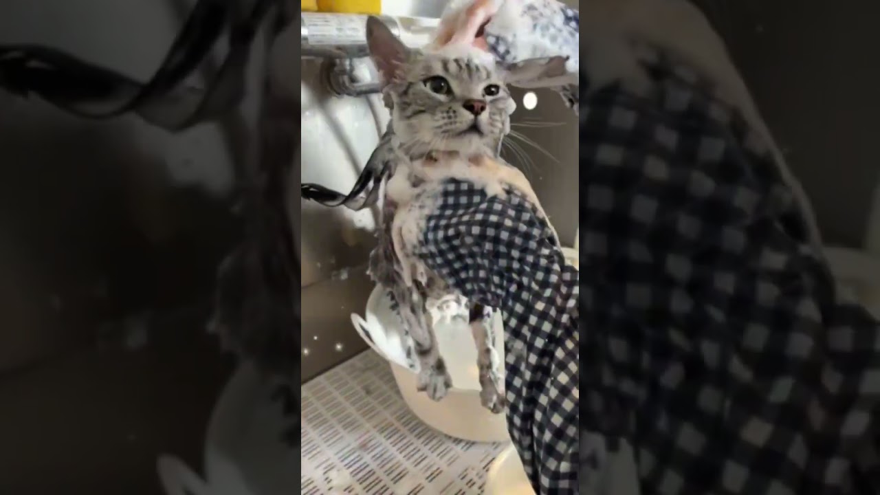アメリカンショートヘアー　LAKIちゃん♪シャンプー＋マイクロバブルご利用♡#cat #猫のいる暮らし