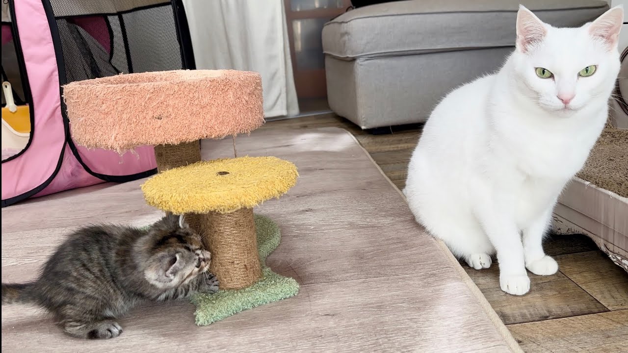 隠れて見つめているつもりが丸見えの子猫【かぐ告兄妹日記#15】Kitten who thinks she is hiding and staring.