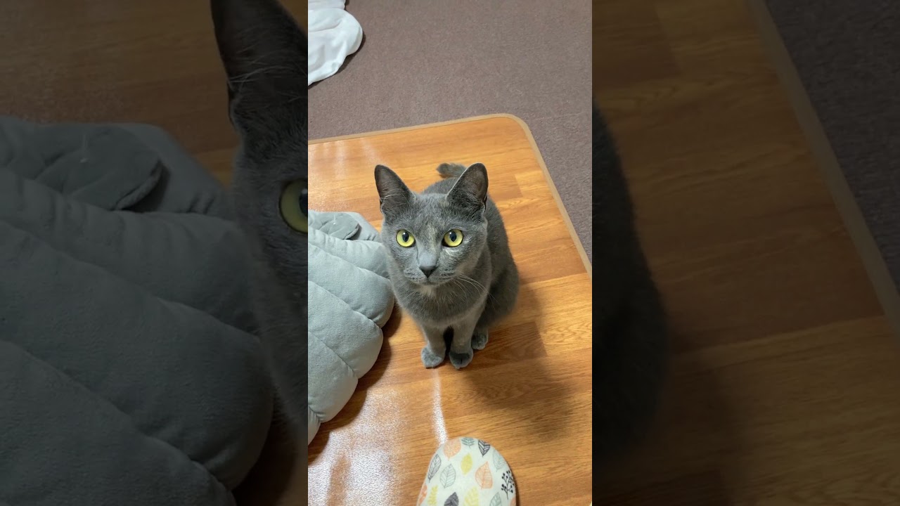 猫が話しかけてきた！