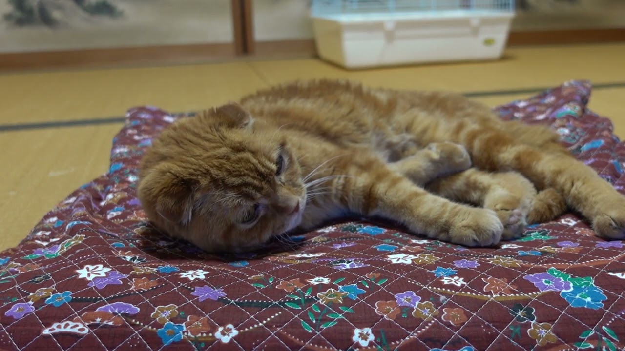 くつろぐ社長 Relaxing president #猫 #スコティッシュフォールド #猫動画 #cat #scottishfold #catvideos