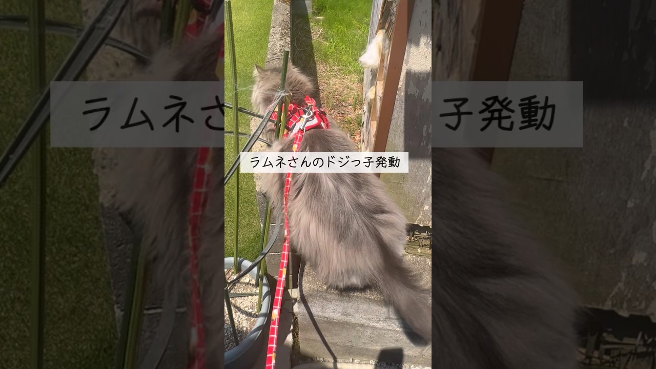 #犬みたいな猫#お散歩猫ラムネさん#サイベリアン#おねだり猫#塀から落ちそうになった猫#芝生を食べる猫#ドジっ子猫さん