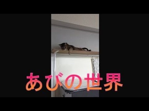 ネコ動画あび＃3852　あびの毎日　アビシニアン　あび