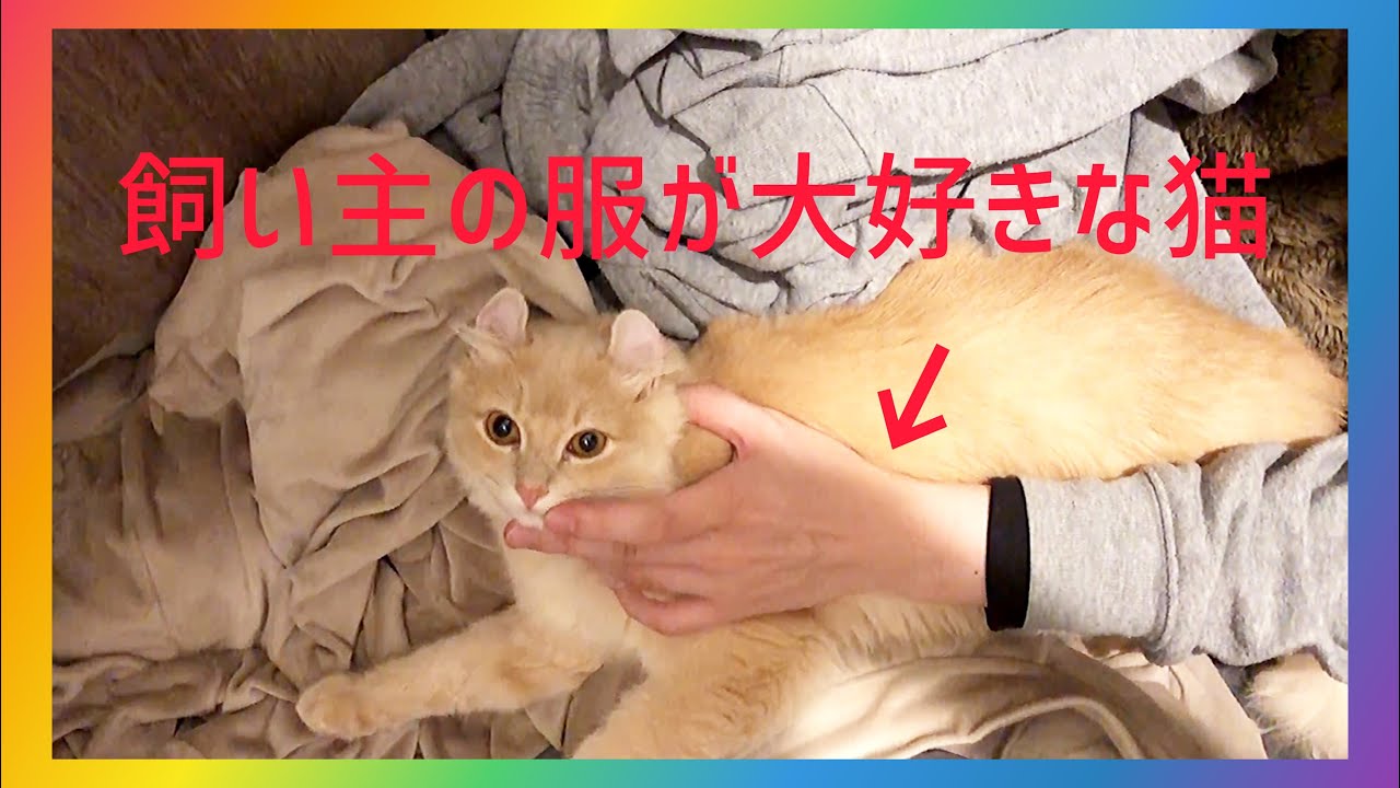 【アメリカンカール】飼い主の服が大好きな猫 ｜ 毛が付いてもいいか、可愛いし🥲💗