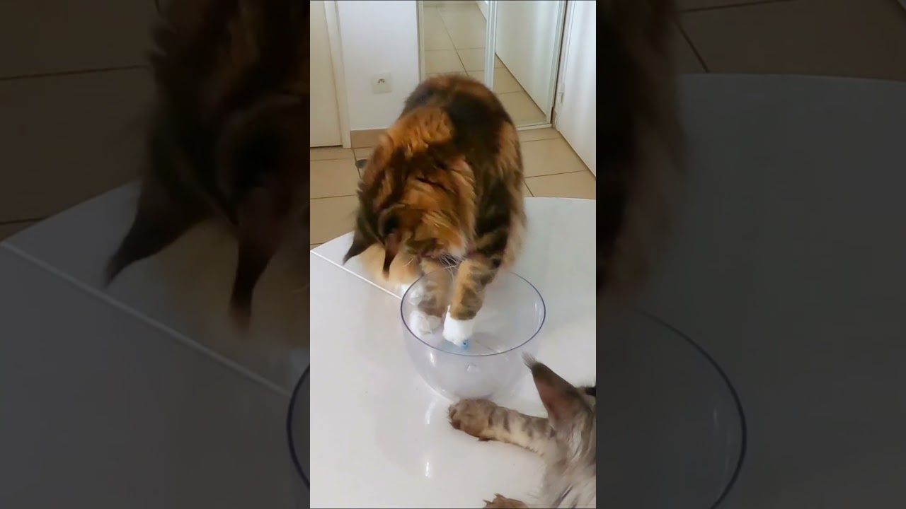 🌼🐜 Maine Coon Chasseuse : Shippie en Action, Joue pour Attraper un Insecte ! 🐱🎮 (22 mois) 967
