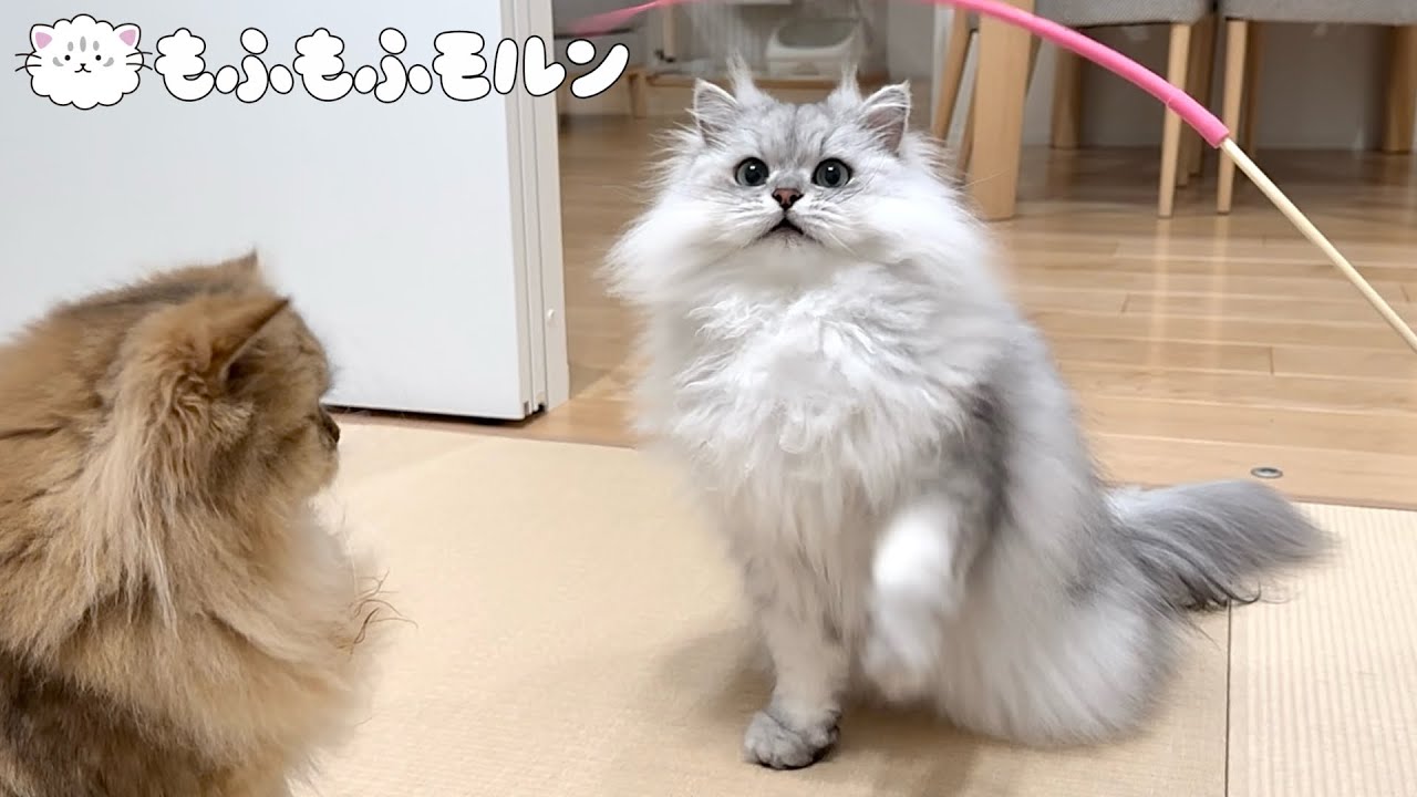 最強で最弱の猫じゃらしを見つけてしまいました 【サイベリアン】