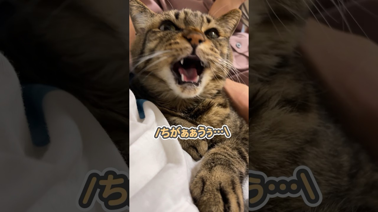 「わんわんっ」と、まるで犬のように喋る猫