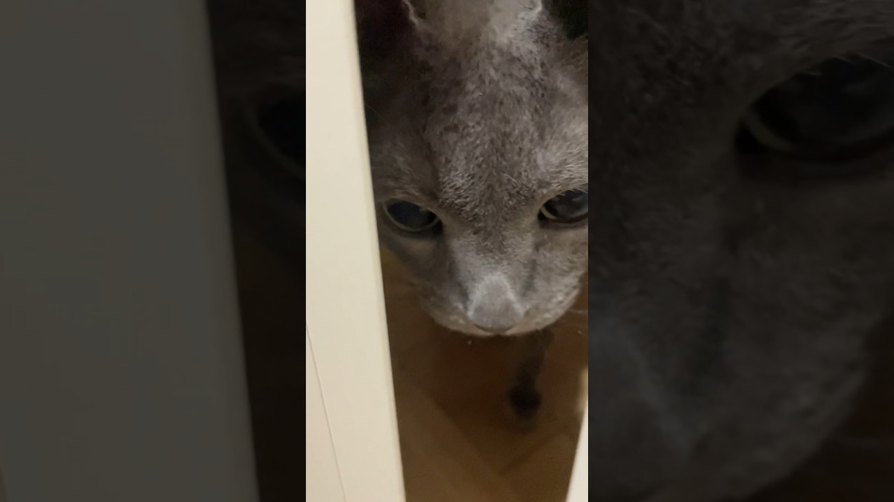 開くのを待ってたネコ_20240625 #shorts #cat #猫 #ロシアンブルー