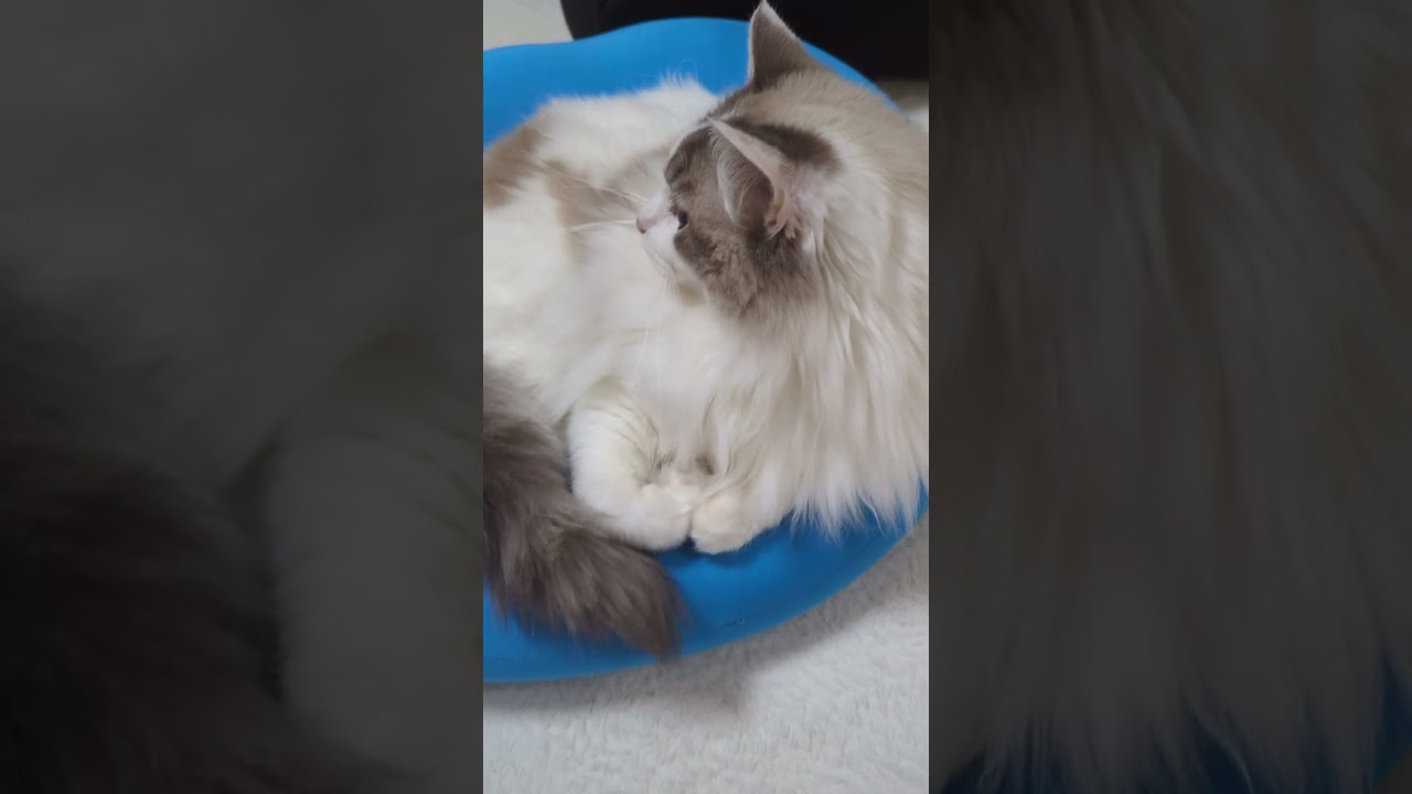 手がハートな猫 #cat #ragdoll #ラグドール #ブルーポイントバイカラー #ハチワレ