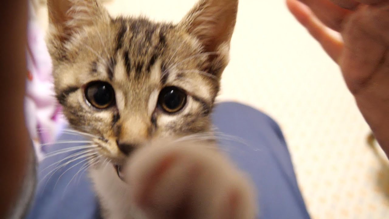 登りたくなっちゃう子猫がいろいろ登っちゃう【赤ちゃん猫　保護猫】