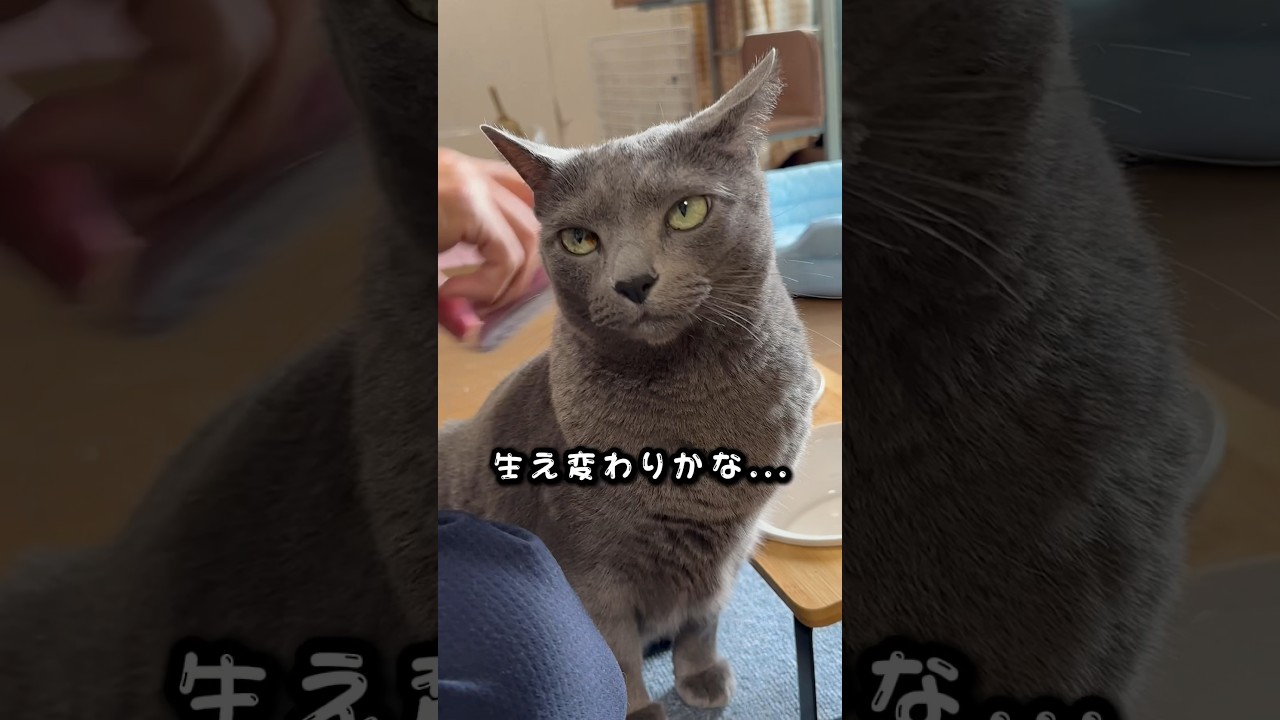 【ロシアンブルー】めろん...日曜日まったりブラッシングね🤗【猫】#shorts