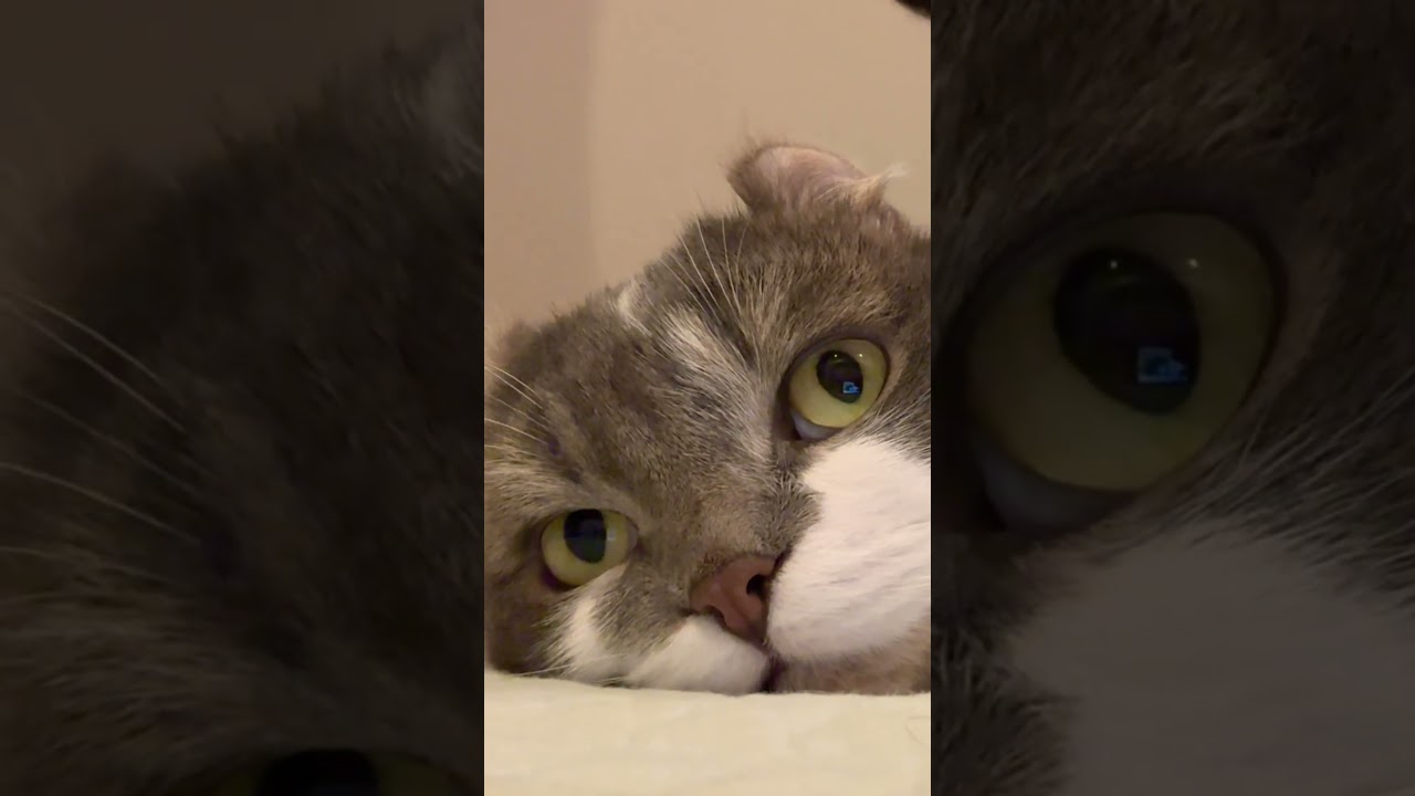 アメリカンカールのたぴさん #アメリカンカール