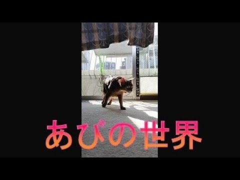 ネコ動画あび＃3844　あびの毎日　アビシニアン　あび