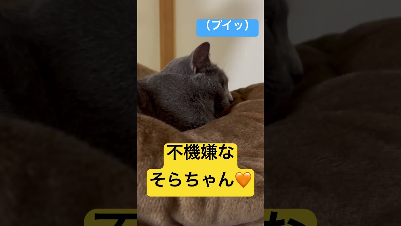 【猫ロシアンブルー】そらちゃん？不機嫌なの？？#shorts