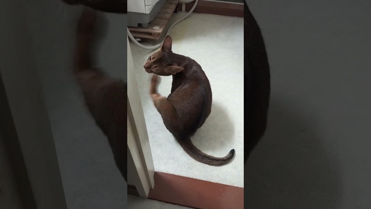 ネコ動画あび#3854 　#shorts　#あび #ねこ #ネコのあび #猫動画