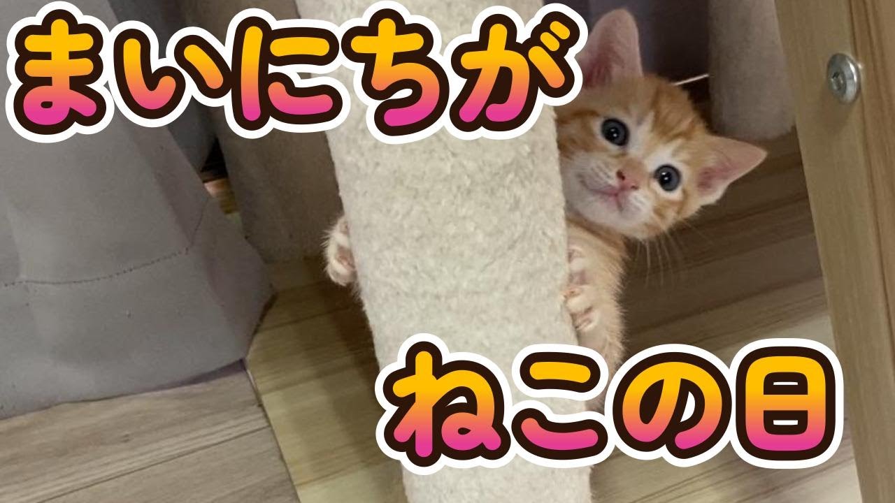 物置に置き去りにされた子猫家族を保護しました（Part15)
