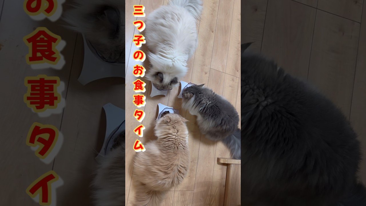 もふもふのサイベリアン　三つ子のご飯　#shorts