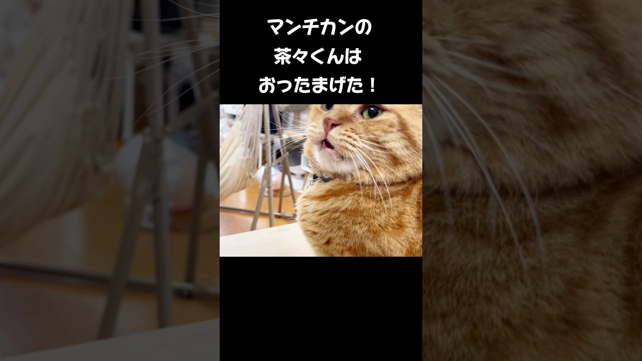 マンチカンの茶々くんはおったまげた！ #猫 #マンチカン #shorts