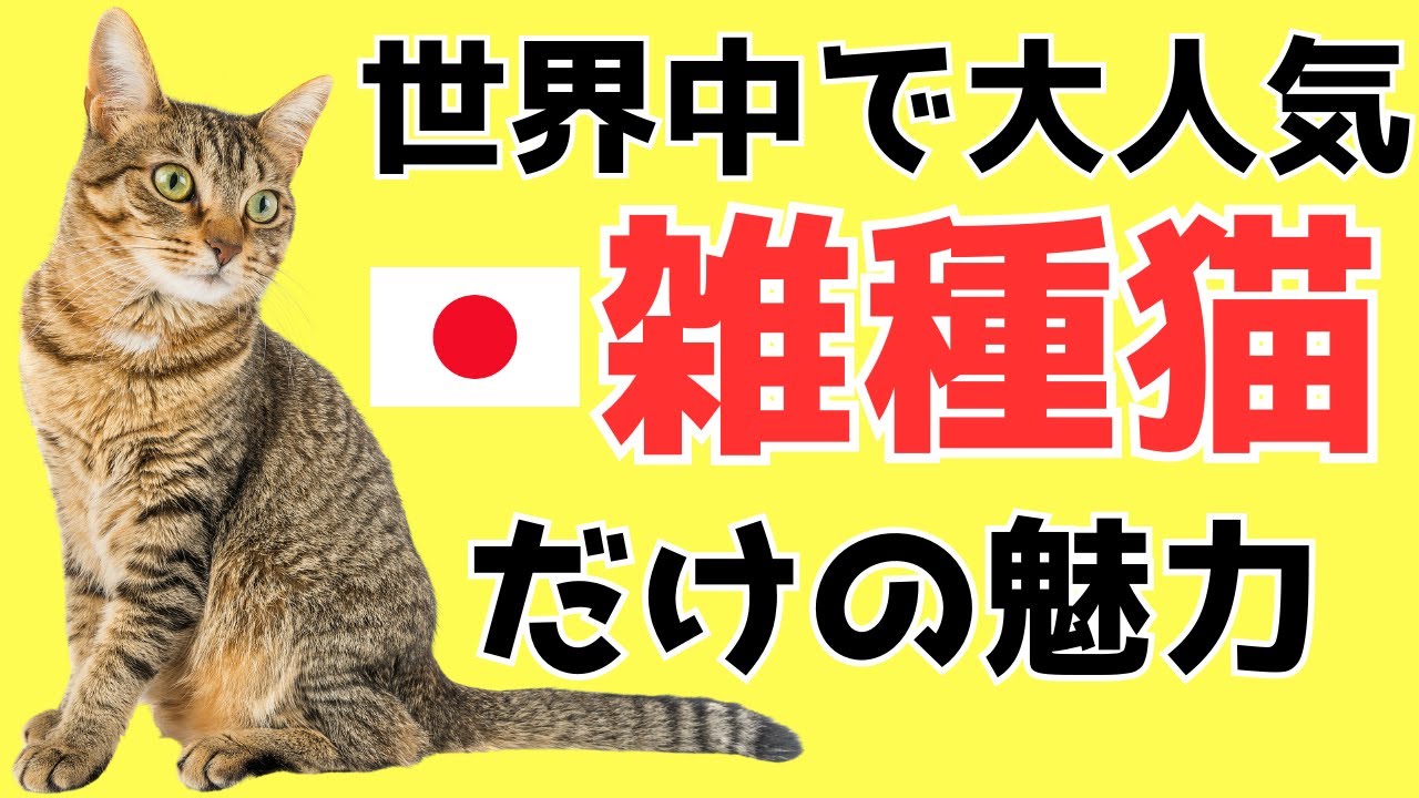 知ってしまった‼日本猫が世界中で大人気な理由【保護猫という選択】