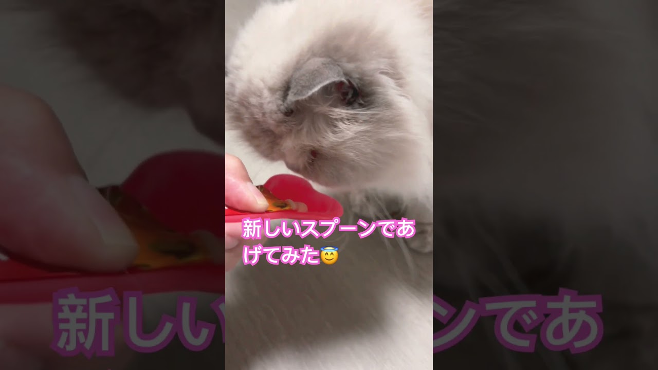新しいおやつスプーンのヒマラヤンのマーベル🐈 #shorts #猫のいる暮らし #ヒマラヤン #cat