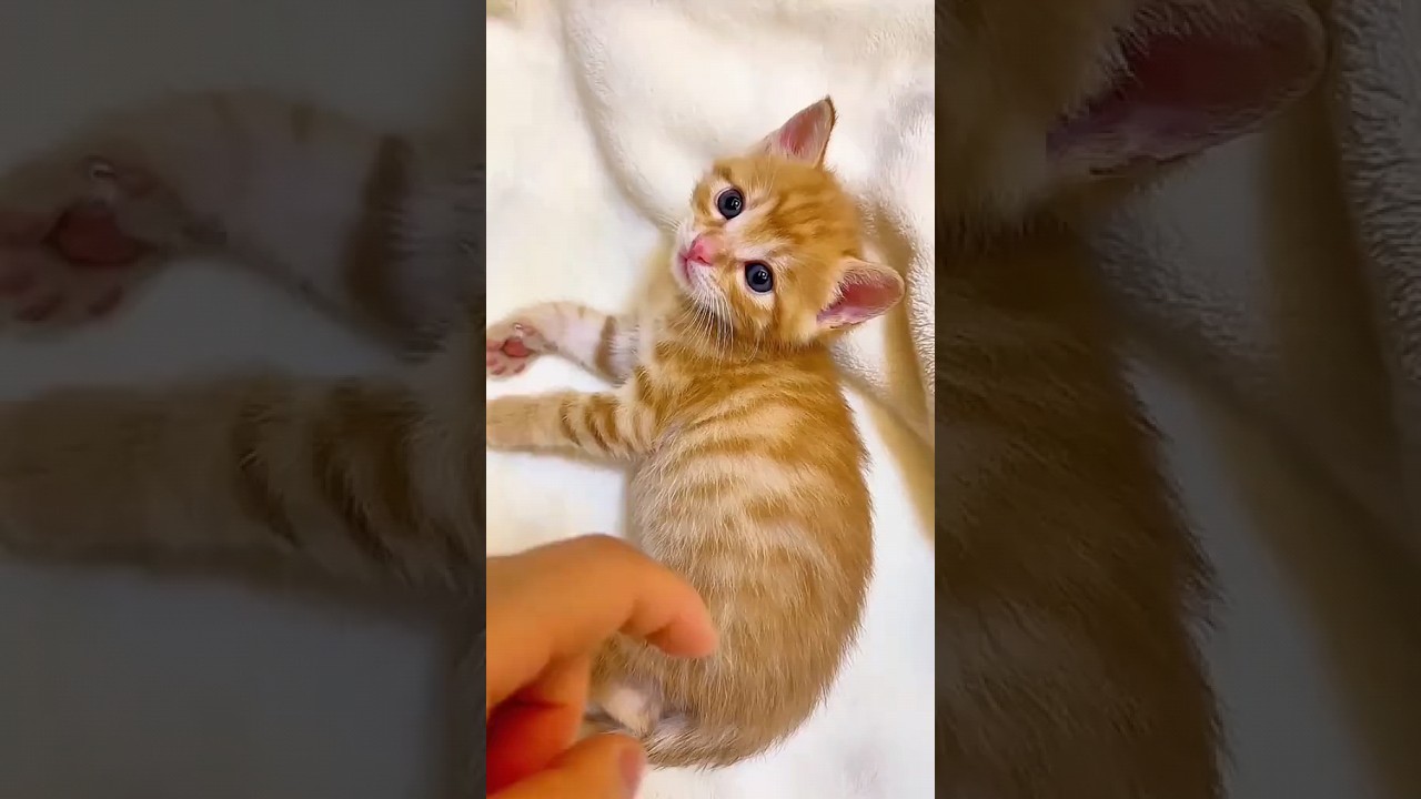 #funny #kitten #cat #cute