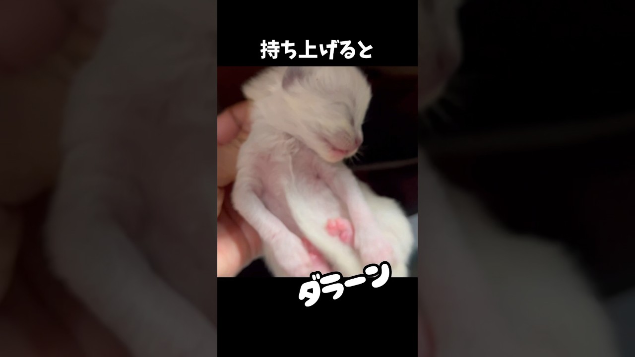 ✨ラグドールの子猫を持ち上げるとどうなるのかわかりますか？ #shorts #猫 #子猫