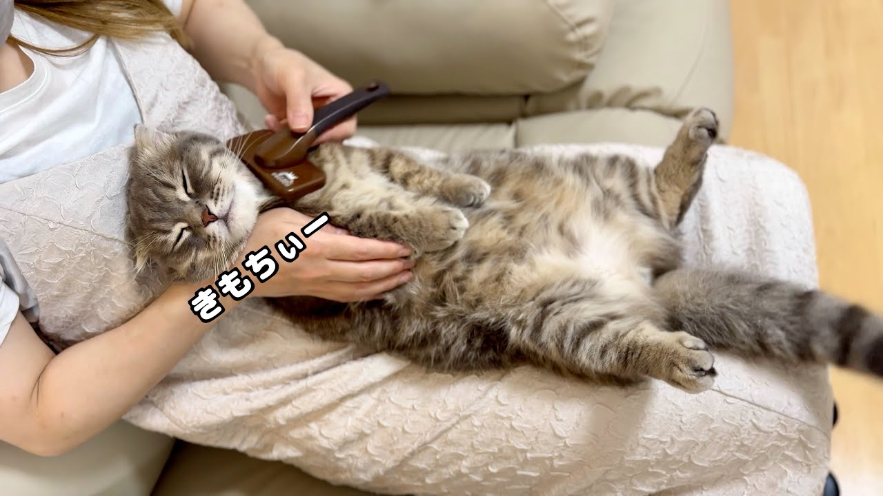 今にも昇天しそうな猫がこちらです[マンチカンの銀時]