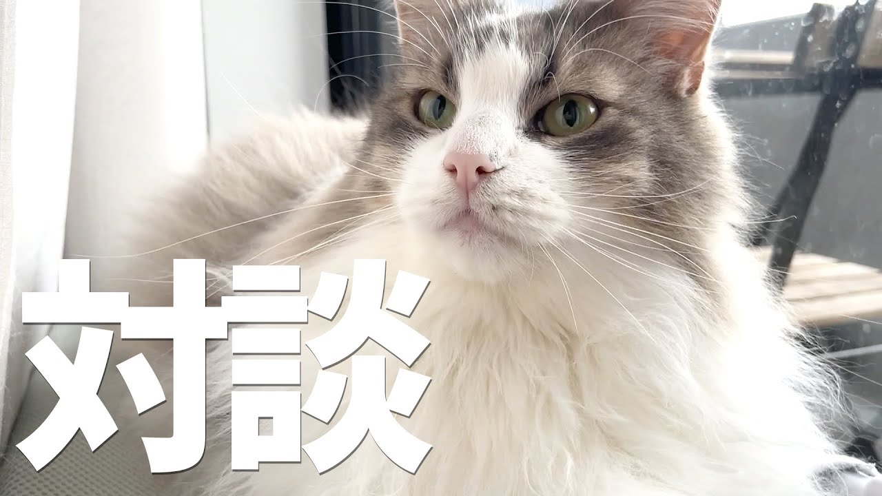 同居猫を威嚇してしまう猫を説得してみました　ノルウェージャンフォレストキャット