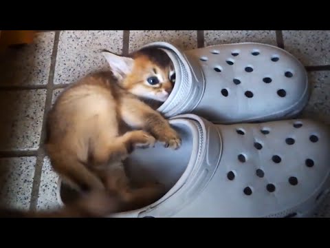 ソマリ子猫⭐メロンちゃん2022/03