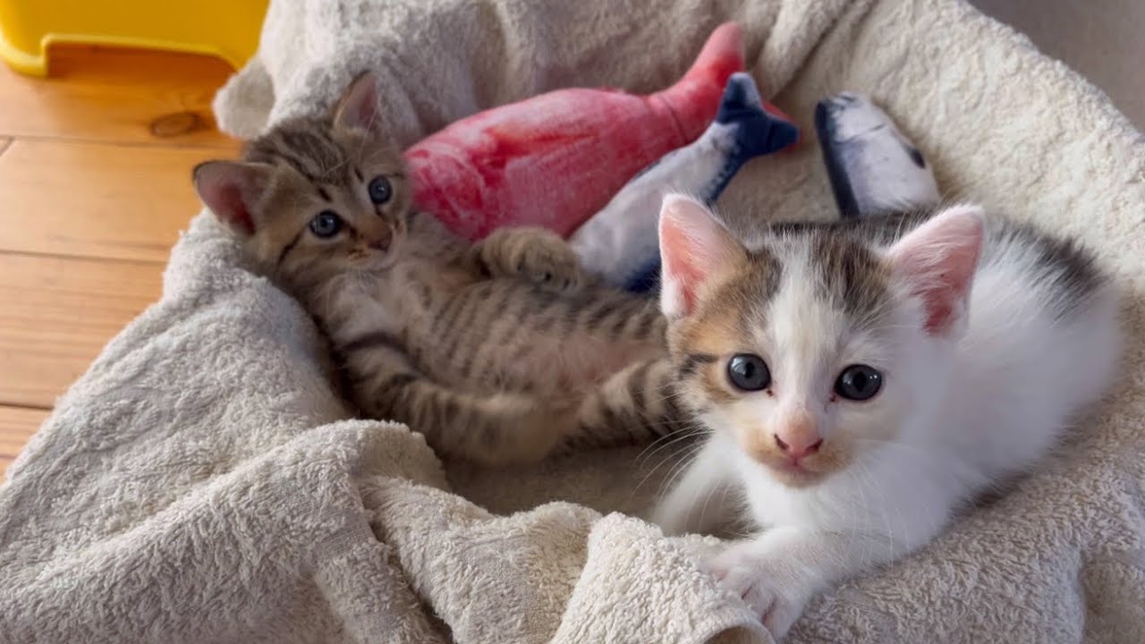 先住犬猫と仔猫たち
