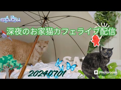深夜のお家猫カフェライブ配信　１０１