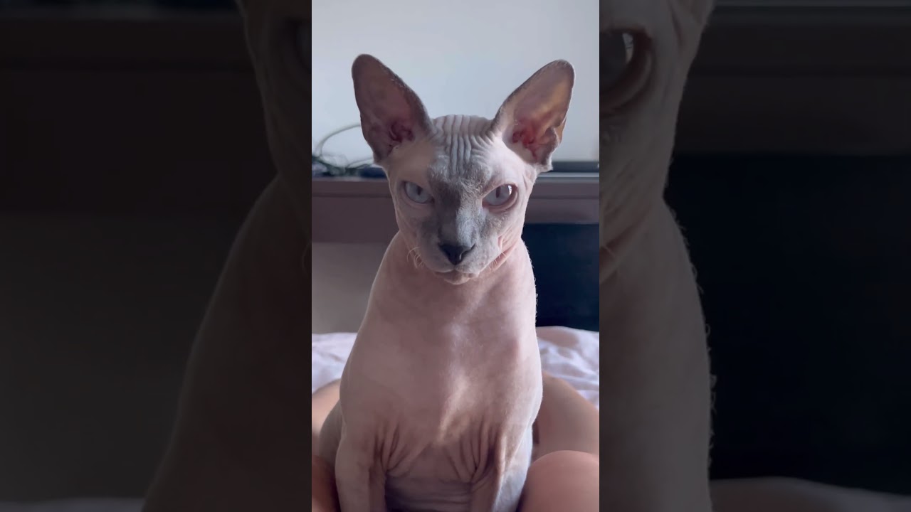 圧がすごいwwごはん待ちの毛のない猫【スフィンクス猫】