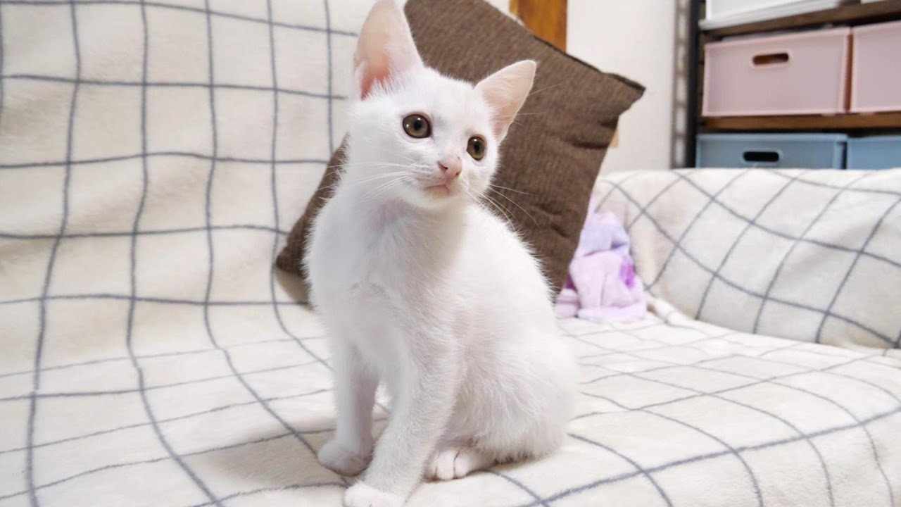 ニャーニャー合唱隊からの暴れん坊子猫に変身【赤ちゃん猫　保護猫】