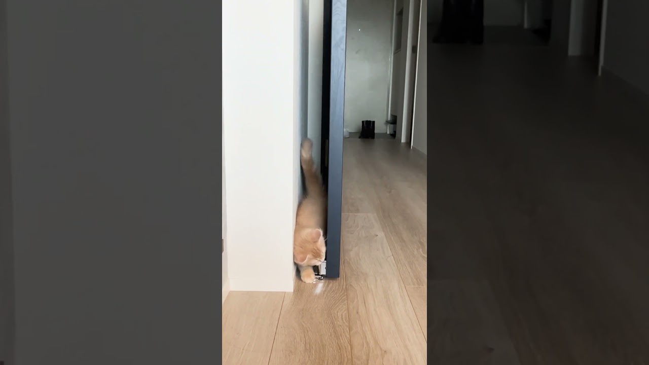 ドアに挟まったおもちゃを取ろうとする子猫【サイベリアン】 #子猫 #cat #shorts