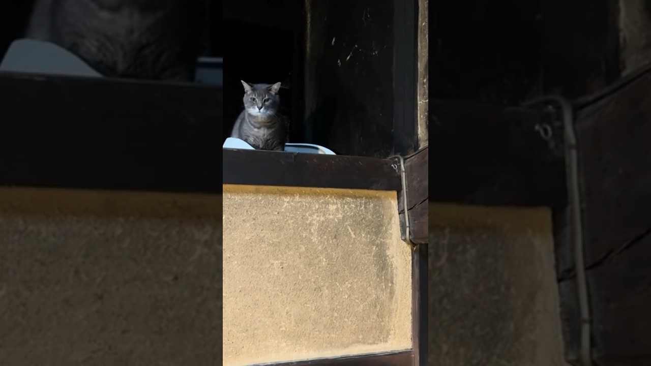 着々と散歩の準備を始めてゆく猫.. 【さっちゃんとおばあちゃんの散歩・602日目】…  #cat #保護猫 ＃風の猫＃さっちゃん