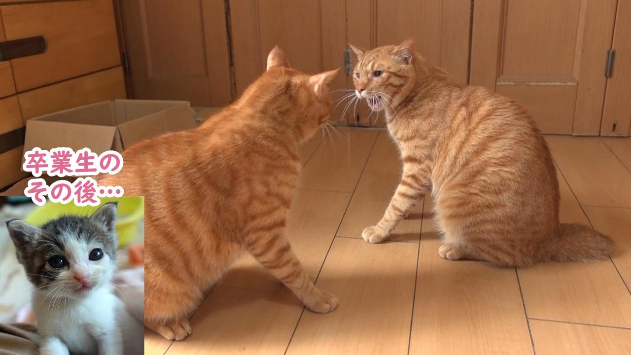 喧嘩勃発！言い争いをする猫たち ＆ 卒業生のその後…