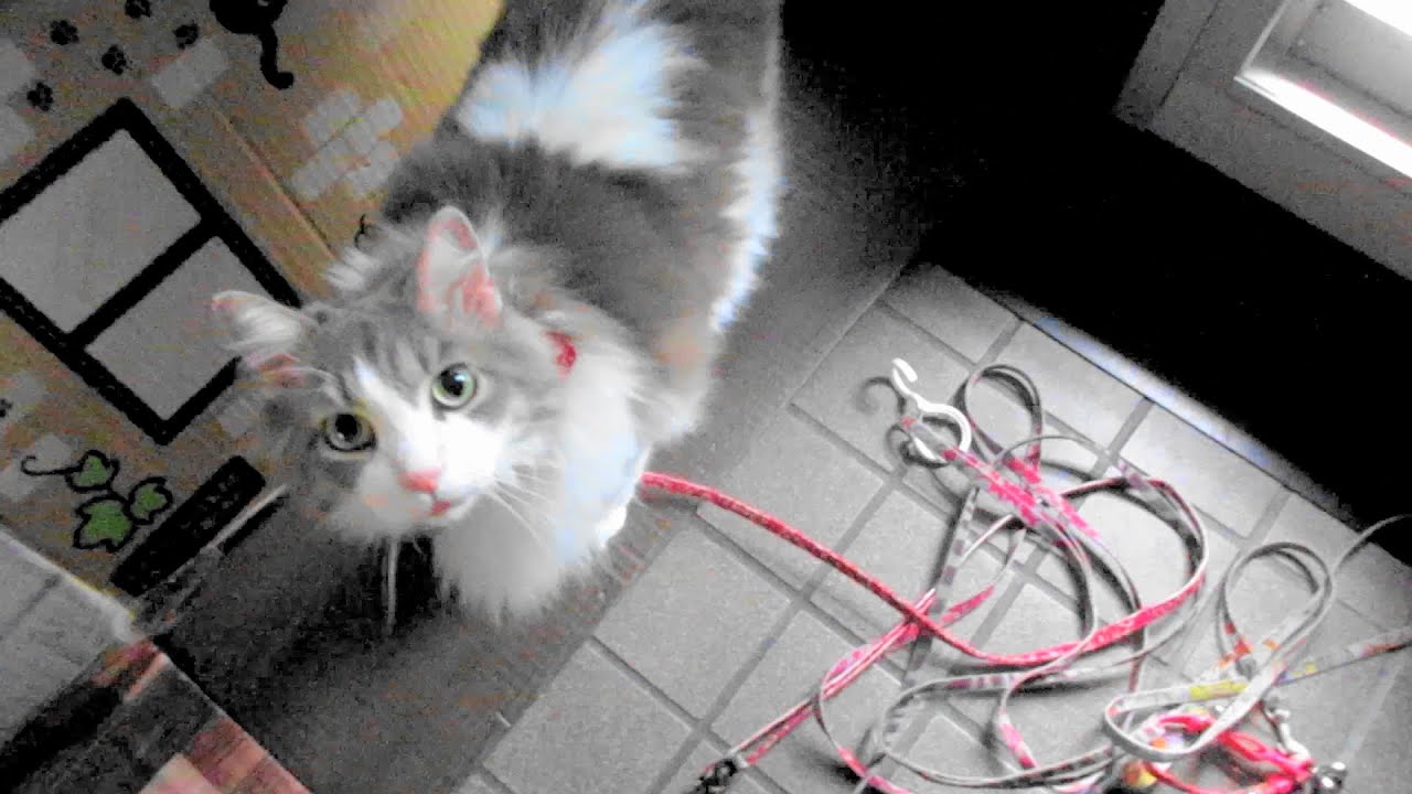 目指せモモ20歳～ロングリードジャーニーの果て～歴代3匹のリードをミルクさんのリードにつなげて長旅出来るようにした結果・・・猫のつながれ生活/裏切るフック付き😿上半期美味しかった日本酒総括