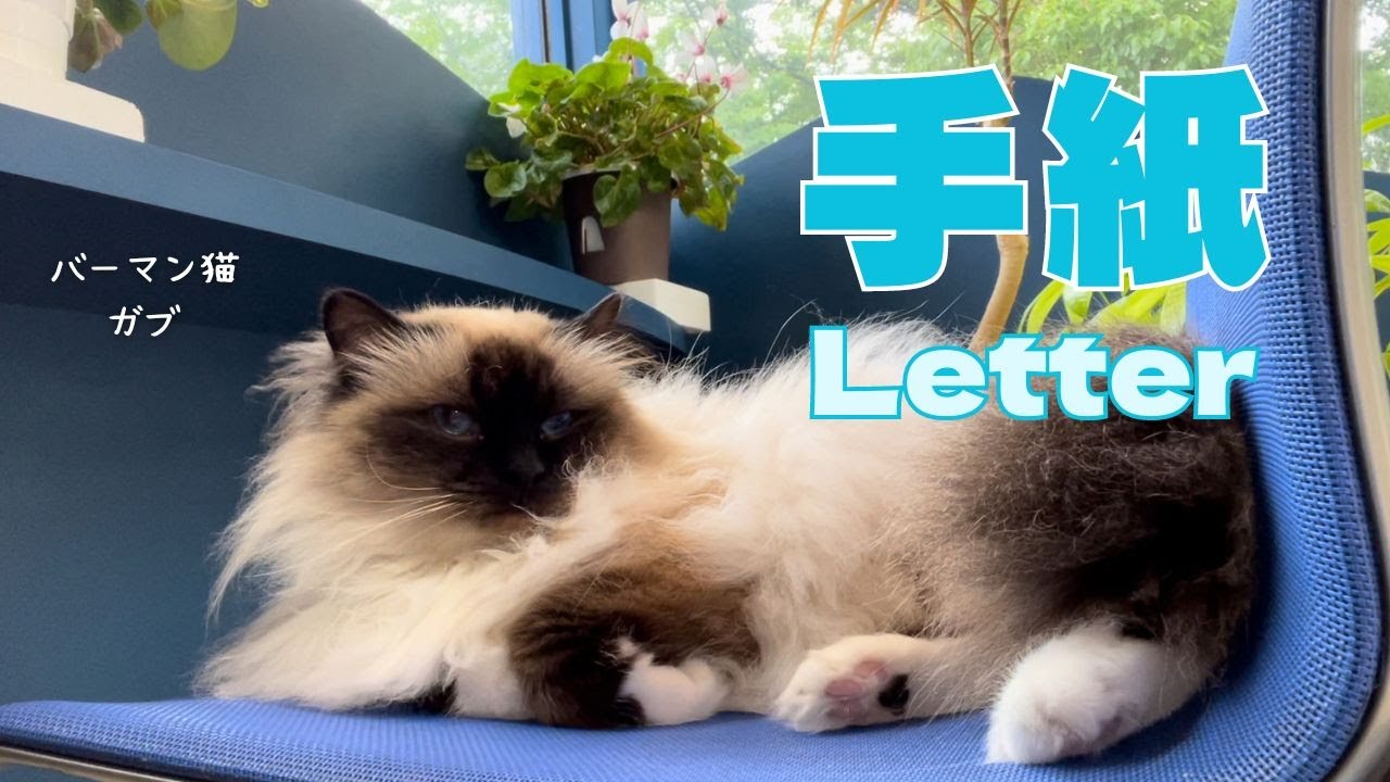 バーマン猫ガブ【手紙】Letter（バーマン猫）Birman/Cat