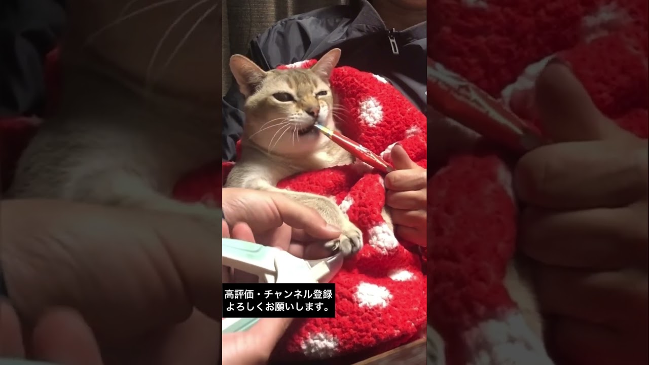 つめ切り嫌いの猫も　　　　　　　　　#猫  #cats  #シンガプーラ  #チュール