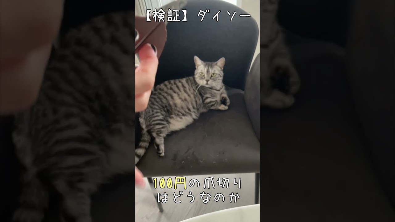 ダイソーの爪切りは使えるのか　#猫 #マンチカン #shorts