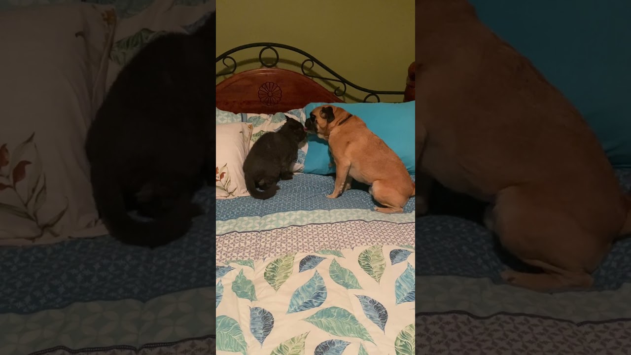 When The Dog Loves The Cat