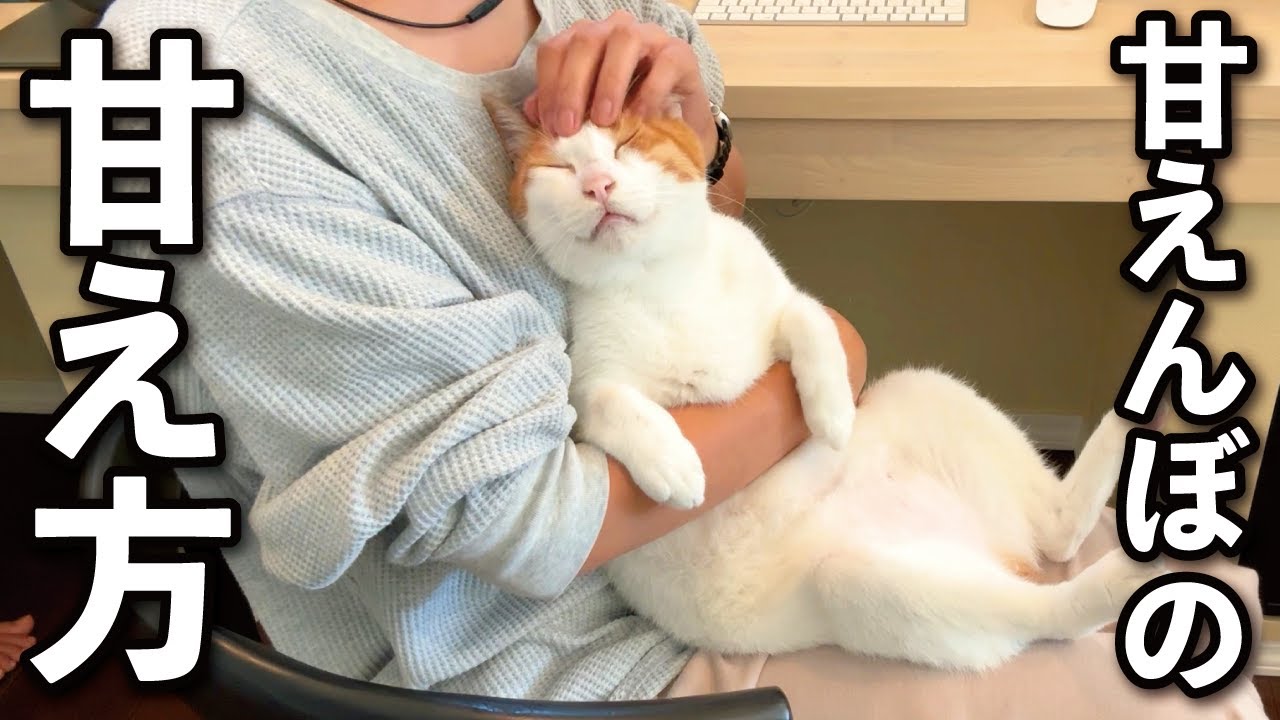 【甘えんぼ猫】かまってもらうための秘策を公開します…