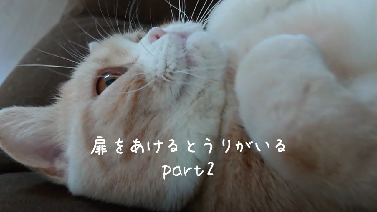 扉が開くのを待ってる猫　うりちゃん６５