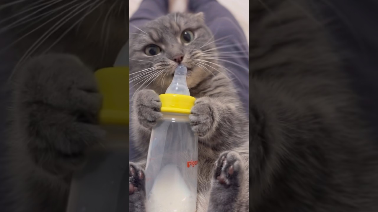 ミルクを抱きしめる短足猫が可愛すぎた#shorts #猫 #マンチカン